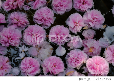 水面に浮かぶ一面の八重桜の花びら 121326595