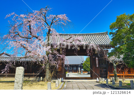 妙覚寺 美しい枝垂れ桜(京都府京都市上京区) 妙覚寺 美しい枝垂れ桜(京都府京都市上京区) 121326614