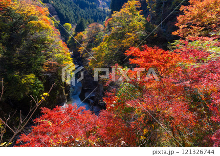 埼玉県秩父市大滝 奥秩父荒川沿いの紅葉の名所金蔵落しの渓流のもみじと荒川の流れ 埼玉県秩父市大滝 奥秩父荒川沿いの紅葉の名所金蔵落しの渓流のもみじと荒川の流れ 121326744