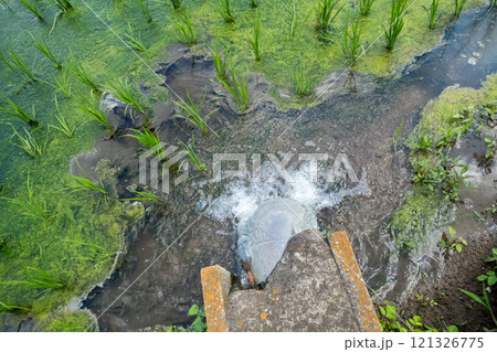 田植え後の水管理 田植え後の水管理 121326775