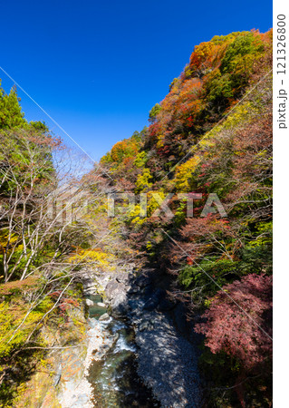 埼玉県秩父市大滝　奥秩父荒川沿い彩甲斐街道雁坂みちに隣接する大血川橋からの紅葉 121326800
