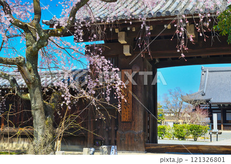 妙覚寺　美しい枝垂れ桜（京都府京都市上京区） 121326801