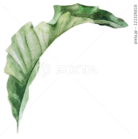 Watercolor tropical green leaf isolated illustration, exotic wedding element 121326818