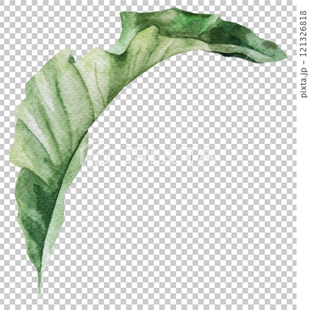 Watercolor tropical green leaf isolated illustration, exotic wedding element Watercolor tropical green leaf isolated illustration, exotic wedding element 121326818