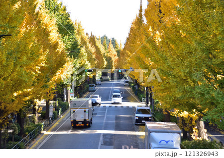 千駄ケ谷・国立能楽堂前付近の銀杏並木 121326943