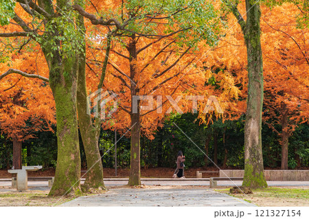 のんほいパーク、紅葉するメタセコイア並木〈愛知県豊橋市〉 121327154