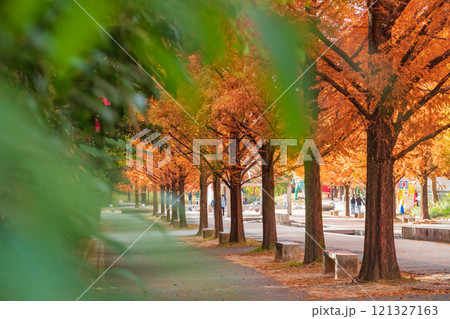 のんほいパーク、紅葉するメタセコイア並木〈愛知県豊橋市〉 121327163