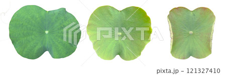 Cut out image of a lotus plant on a white background with clipping paths. Ideal for various design projects and educational purposes. Cut out image of a lotus plant on a white background with clipping paths. Ideal for various design projects and educational purposes. 121327410