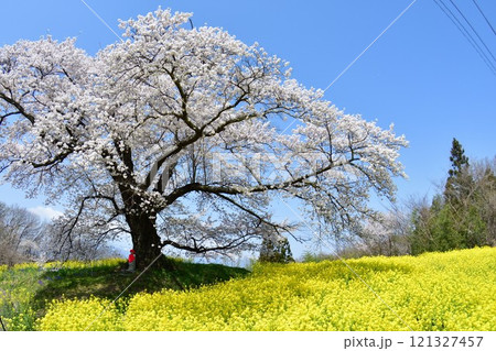 日向の人待ち地蔵桜(福島県) 日向の人待ち地蔵桜(福島県) 121327457