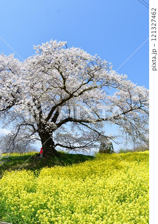 日向の人待ち地蔵桜(福島県) 日向の人待ち地蔵桜(福島県) 121327462
