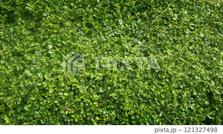 Green leaves background design Green leaves background design 121327498