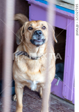 Dog in animal shelter waiting for adoption. Portrait of homeless dog in animal shelter cage. Dog in animal shelter waiting for adoption. Portrait of homeless dog in animal shelter cage. 121327595