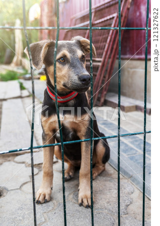 Dog in animal shelter waiting for adoption. Portrait of homeless dog in animal shelter cage. 121327622