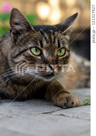 Portrait of a yard cat. Cat is lying in the yard close-up 121327627
