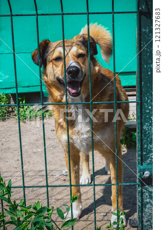 Dog in animal shelter waiting for adoption. Portrait of homeless dog in animal shelter cage. Dog in animal shelter waiting for adoption. Portrait of homeless dog in animal shelter cage. 121327683
