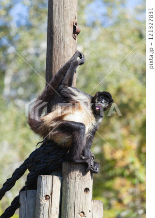 A huge alpha male baboon monkey rests by the river bank 121327831