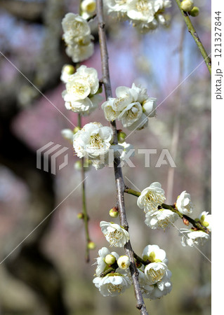 三重県いなべ市_いなべ市梅林公園5_2024年2月 121327844