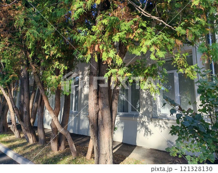 A small building surrounded by trees and greenery stands under a clear blue sky. The peaceful atmosphere of the setting highlights urban landscapes integrating natural elements for eco-friendly living 121328130