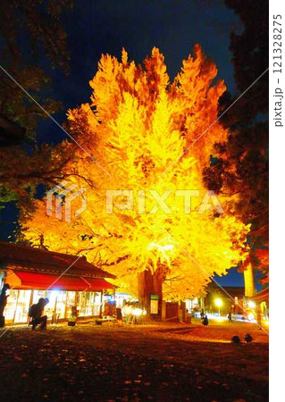 熊野大社　大銀杏　紅葉　黄葉　ライトアップ　南陽市 121328275