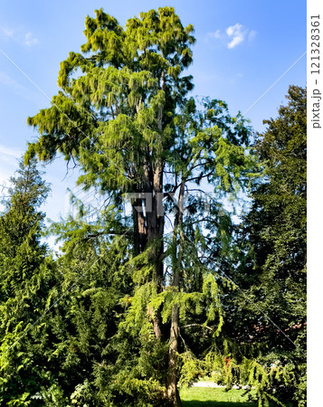 Evergreen sequoia on a clear sunny day. Evergreen sequoia on a clear sunny day. 121328361