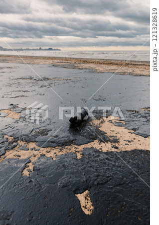 Fuel oil in coastline after a tanker wreck. The beach is polluted with oil Fuel oil in coastline after a tanker wreck. The beach is polluted with oil 121328619