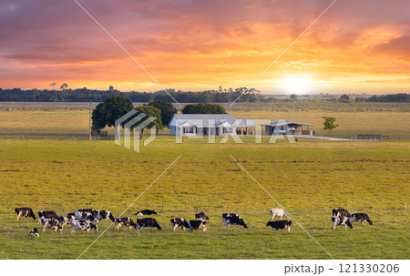 Herd of dairy cattle grazing in pasture field near small farmhouse. Milk cows on green farm grassland in Florida 121330206