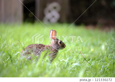 Grey small hare eating grass on summer field. Wild rabbit in nature Grey small hare eating grass on summer field. Wild rabbit in nature 121330272