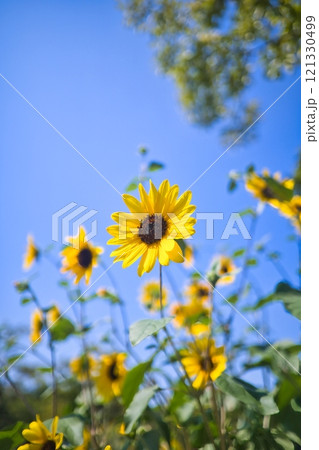 8月の夏空と鮮やかな黄色いひまわり 8月の夏空と鮮やかな黄色いひまわり 121330499