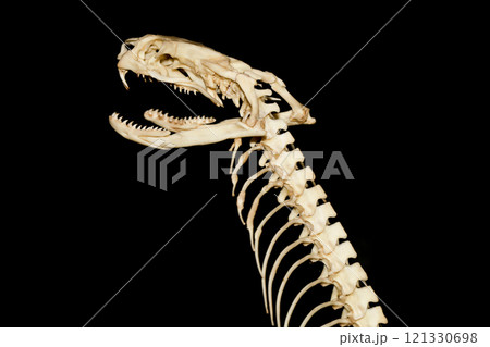 Close up big snake bone on dry stick Close up big snake bone on dry stick 121330698