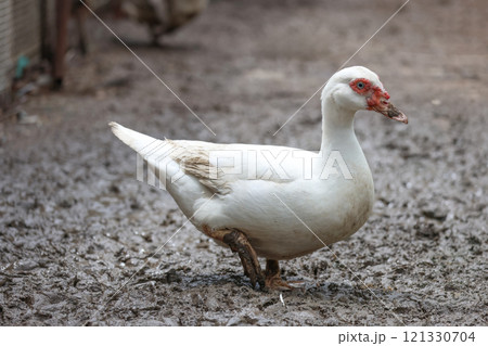 The white Muscovy Duck is stay in nature garden The white Muscovy Duck is stay in nature garden 121330704