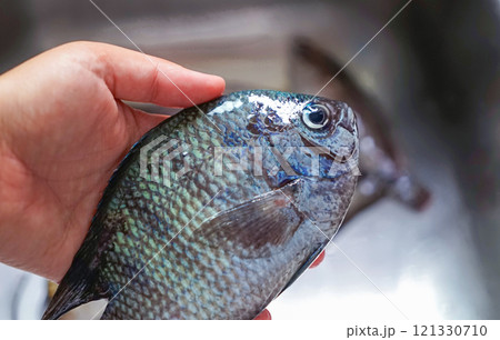 Closeup of hand holding freshly caught fish with shimmering blue-tinted scales, against a blurred sink background with natural lighting 121330710