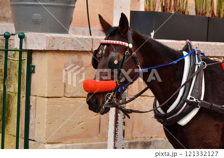 Traditional Horse Drawn Karrozzin in Malta Traditional Horse Drawn Karrozzin in Malta 121332127