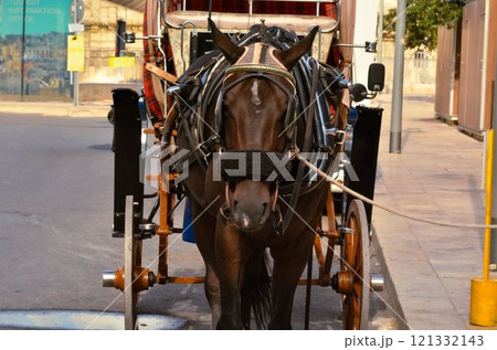 Traditional Horse Drawn Karrozzin on the street city of Valletta Malta  121332143