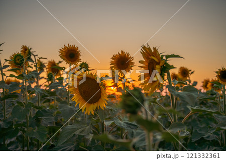 Field sunflowers in the warm light of the setting sun. Summer time. Concept agriculture oil production growing. Field sunflowers in the warm light of the setting sun. Summer time. Concept agriculture oil production growing. 121332361