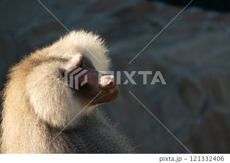 Baboon Portrait Zoo Animal Close-up Baboon Portrait Zoo Animal Close-up 121332406