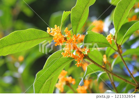 オレンジ色の金木犀（キンモクセイ）の花　 121332654