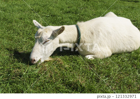 蔵王ハートランドのヤギ Goats at Zao Heartland 蔵王ハートランドのヤギ Goats at Zao Heartland 121332971