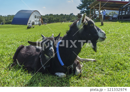 蔵王ハートランドのヤギ Goats at Zao Heartland 121332974