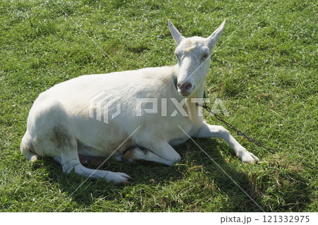 蔵王ハートランドのヤギ Goats at Zao Heartland 121332975