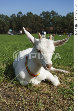 蔵王ハートランドのヤギ Goats at Zao Heartland 121332976
