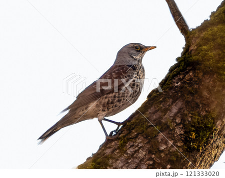 Turdus pilaris on tree. Captivating Turdus Pilaris A Stunning Bird on Branch. Fieldfare Turdus pilaris, a member of the thrush family Turdidae. Turdus pilaris on tree. Captivating Turdus Pilaris A Stunning Bird on Branch. Fieldfare Turdus pilaris, a member of the thrush family Turdidae. 121333020
