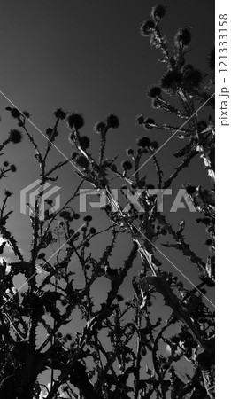 Wilted Thistle Inflorescences On Dried Bush Lower Point Of View Vertical Photo  121333158