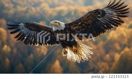 Eagle flying against blurred forest in autumn, close-up of wild bird soaring in flight. Concept wildlife, raptor, nature, wings 121333323