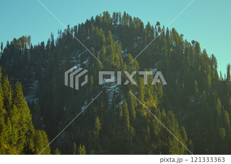 Snow-Dusted Fir Tree Forest on a Mountain Slope, Day Sunlight in Malam Jabba, Pakistan 121333363