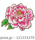 水彩で描いたピンクの芍薬のイラスト 121333379