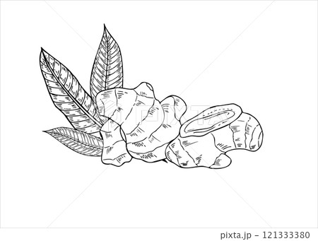 Ginger root or horseradish, leaves line art black ink sketch illustration. Natural organic spice food ingredients monochrome flat. For advertising products that strengthen the immune system. 121333380