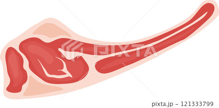 Raw lamb flap meat showcasing visible fat and muscle, isolated on a clean white background, highlighting its rich protein content and nutritional value for culinary preparations 121333799