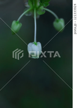 白いドウダンツツジの花 白いドウダンツツジの花 121333924