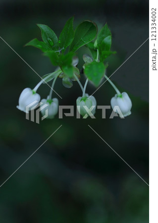 白いドウダンツツジの花 121334002