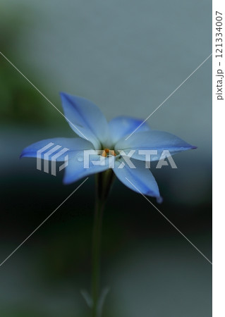 青いハナニラの花 青いハナニラの花 121334007
